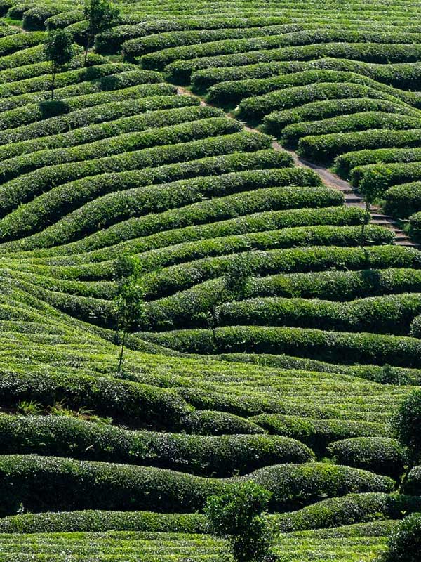Tea Garden