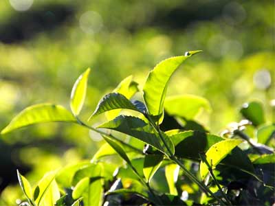 Tea Benefits